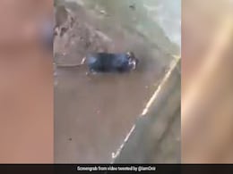 भारी बारिश में पानी से भरे बिल में घुसकर इस चुहिया ने बचाई अपने बच्चों की जान, बॉलीवुड डायरेक्टर ने शेयर किया Video भारी बारिश में पानी से भरे बिल में घुसकर इस चुहिया ने बचाई अपने बच्चों की जान, बॉलीवुड डायरेक्टर ने शेयर किया Video