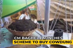 Chhattisgarh Government Launches Scheme To Buy Cow Dung Chhattisgarh Government Launches Scheme To Buy Cow Dung