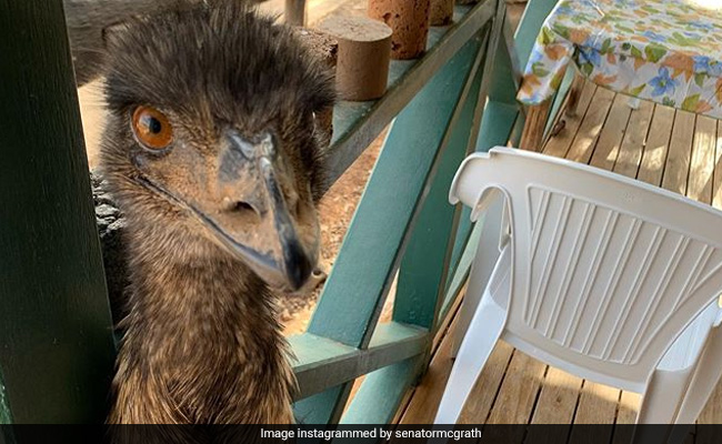Australian Pub Bans Badly Behaved Emus For Stealing Food From Guests