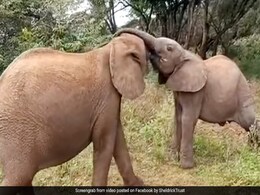 हाथी के बच्चों के बीच हुई खाने के लिए जंग, एक-दूसरे की सूंड से ऐसे छीना खाना... देखें Viral Video हाथी के बच्चों के बीच हुई खाने के लिए जंग, एक-दूसरे की सूंड से ऐसे छीना खाना... देखें Viral Video