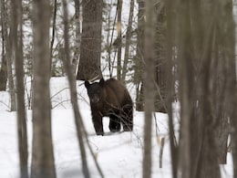 Blinding Prey, Shooting Pups: Controversial Hunting Methods Return To US Blinding Prey, Shooting Pups: Controversial Hunting Methods Return To US