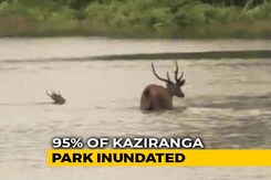 Assam Floodwater Inundates Kaziranga Park, 51 Animals Dead, 100 Rescued Assam Floodwater Inundates Kaziranga Park, 51 Animals Dead, 100 Rescued