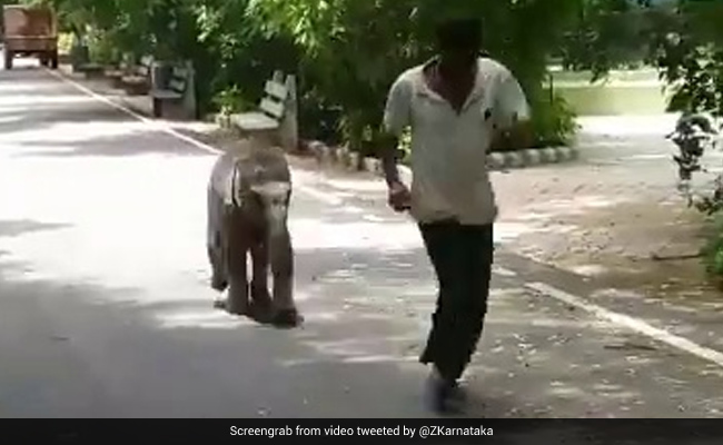 Baby Elephant "Vedavathi" Runs Behind Her Keeper In This Delightful Video
