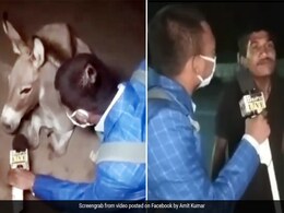 जब गधे का 'इंटरव्यू' लेकर मास्क नहीं लगाने वालों को रिपोर्टर ने मजाकिया अंदाज में सिखाया सबक - देखें Viral Video जब गधे का 'इंटरव्यू' लेकर मास्क नहीं लगाने वालों को रिपोर्टर ने मजाकिया अंदाज में सिखाया सबक - देखें Viral Video