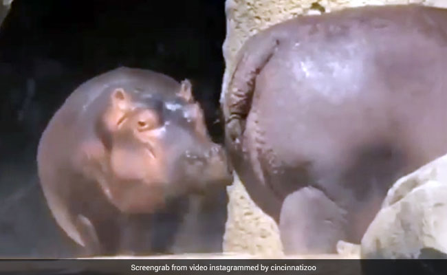 पानी में कूदने से पहले दरियाई घोड़े ने दांत से खींची दोस्त की पूंछ और फिर... देखें मजेदार Video