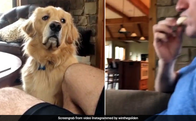 भूखे कुत्ते के सामने मालिक ने खाया खाना तो जानवर ऐसे देखने लगा घूरकर, देखें Viral Video