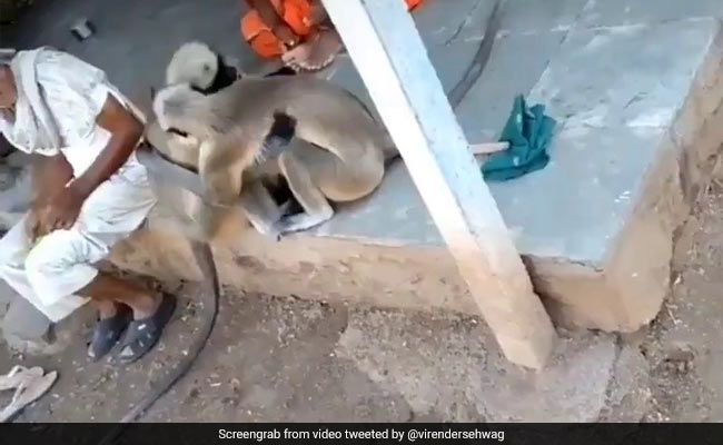 Video Of Two Langurs, Shared By Virender Sehwag, Has Fans Amused