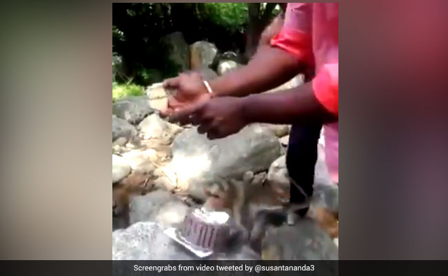 Monkey Interrupts Celebrations, Runs Away With Cake In ROFL Video