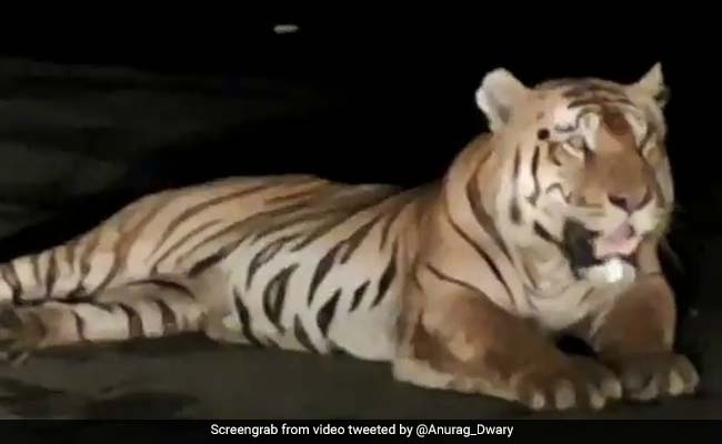 Tiger Halts Traffic On Madhya Pradesh Flyover. Watch Hair-Raising Video
