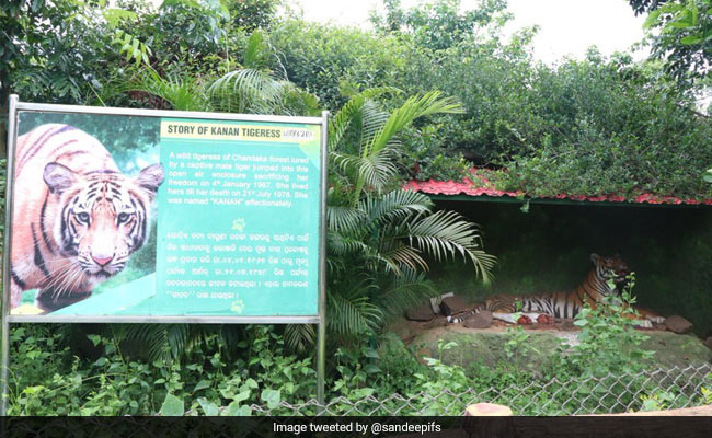 Global Tiger Day: When A Wild Tigress Jumped Into Odisha Zoo, Sacrificing Freedom For A Tiger