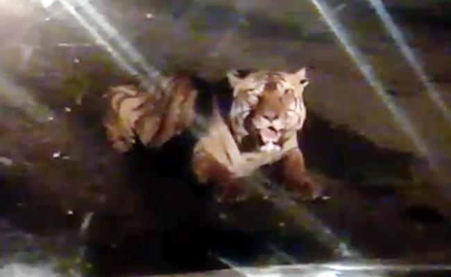 अचानक सड़क पर पहुंचा बाघ, बैठ गया गाड़ी के सामने, जैसे ही मारी दहाड़ तो सहम गए लोग - देखें Viral Video