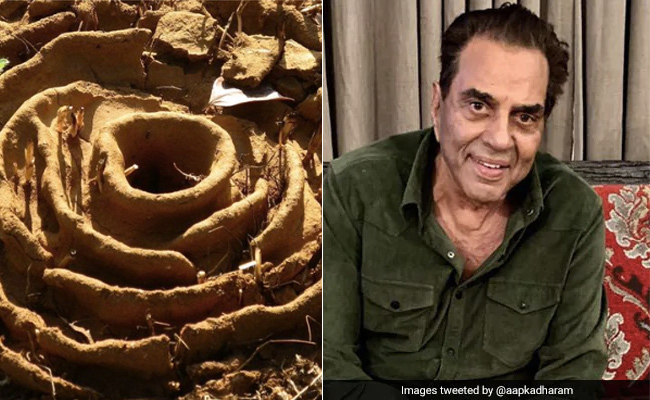 धर्मेंद्र के फार्महाउस में चीटियों ने बनाया खूबसूरत किला, एक्टर बोले- कोरोना से बचो, अपने किले...