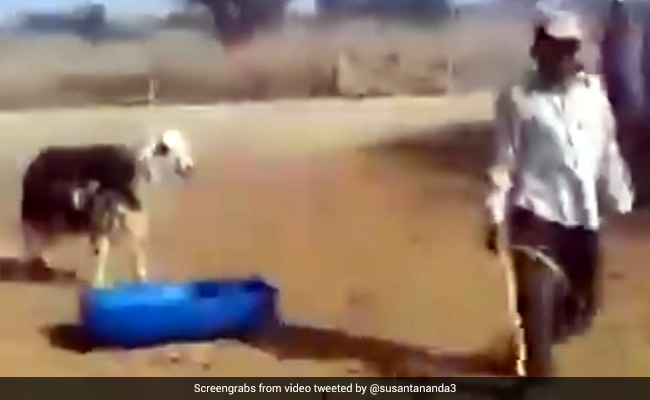 शख्स ने बकरे को पीटा, तो जानवर ने हवा में उछलकर ऐसे लिया पीछे से बदला - देखें Viral Video