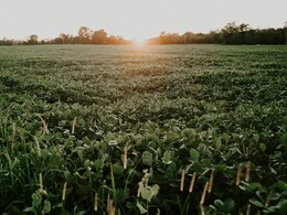 सोयाबीनला गेल्या वर्षीपेक्षा जास्त हमीभाव, शेतकऱ्यांच्या नोंदणीला सुरूवात