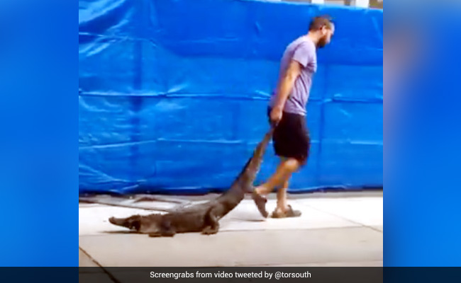 स्कूल में घुसा मगरमच्छ तो शख्स ने पूंछ पकड़कर किया कुछ ऐसा, चीख पड़े बच्चे - देखें Viral Video