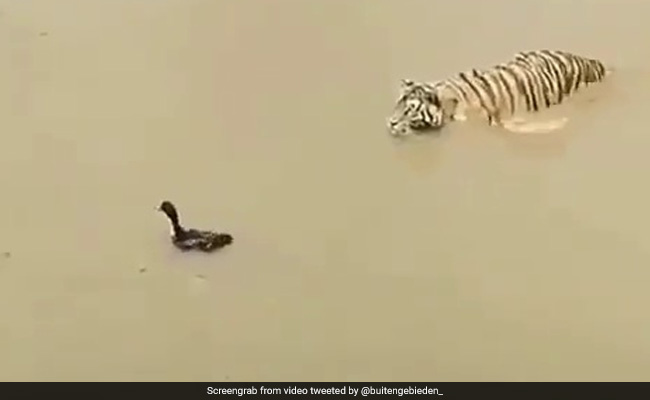 भूखे बाघ को नदी में तैरती दिखी बत्तख, पास पहुंचा तो पक्षी ने ऐसे दिया चकमा... देखें Viral Video
