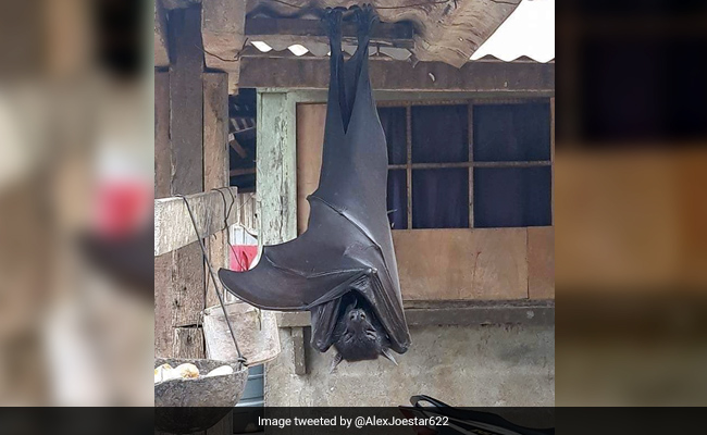 The Truth Behind This Viral Pic Of A "Human-Sized" Bat