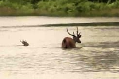 Why Kaziranga National Park Cannot Survive Without Annual Floods Even As Animals Die Why Kaziranga National Park Cannot Survive Without Annual Floods Even As Animals Die