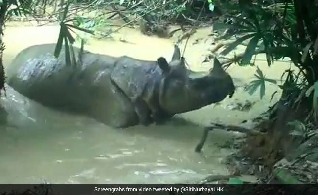 Rare Javan Rhinoceros Enjoys A Mudbath. Over A Million Views For Video