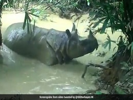 कीचड़ में गैंडा कर रहा था लोटपोट, तभी छिपे हुए कैमरा में हुआ कैप्चर.... देखें Video कीचड़ में गैंडा कर रहा था लोटपोट, तभी छिपे हुए कैमरा में हुआ कैप्चर.... देखें Video