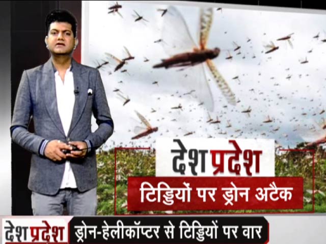 देश प्रदेश: ड्रोन-हेलीकॉप्टर से टिड्डियों पर वार