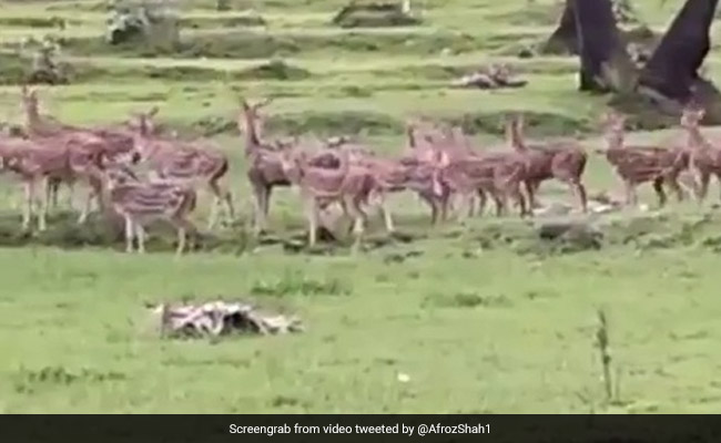 Watch: A Herd Of Deer In "The Heart Of Mumbai" Leaves Twitter Amazed