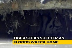 In Assam's Kaziranga, A Tiger Takes Shelter From Monsoon In A Goat Shed In Assam's Kaziranga, A Tiger Takes Shelter From Monsoon In A Goat Shed