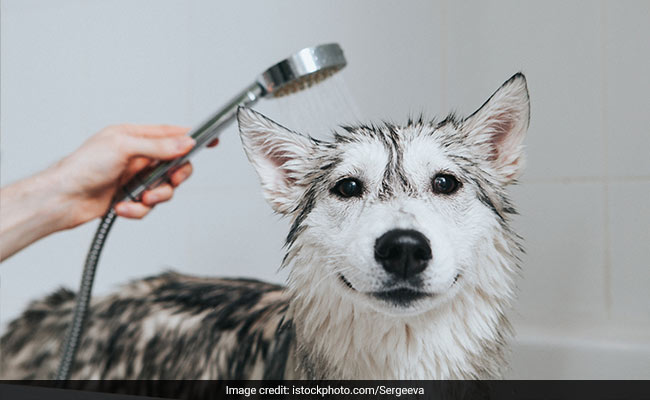 Keep Your Pet Clean And Groomed With Monsoon Essentials At Up To 30% Off