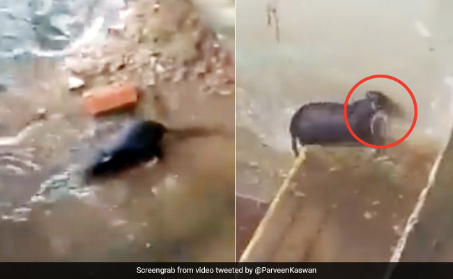 बारिश में डूब रहे थे चूहे के बच्चे, मां ने पानी से भरे बिल में घुसकर ऐसे बचाई जान - देखें Viral Video