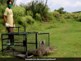 Crocodile Rescued From Toilet Of House In UP's Firozabad Crocodile Rescued From Toilet Of House In UP's Firozabad