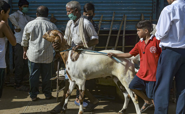 Rajasthan Bans Animal Fairs After Over 12,000 Cattle Die Of Lumpy Virus