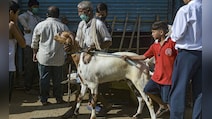 Refrain From Cow Slaughter: Assam Eid Committees Ahead Of Bakri Eid