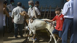 Refrain From Cow Slaughter: Assam Eid Committees Ahead Of Bakri Eid