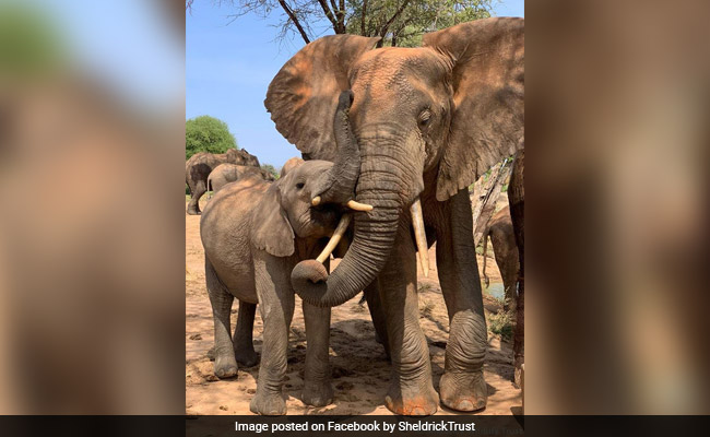 Elephant Plays Big Brother To Orphaned Calf. Their Touching Story Is Viral