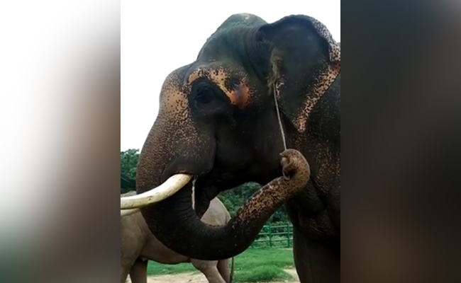 Bengaluru's Rescued Elephants Dazzle Park Officials With Novel Use Of Twigs