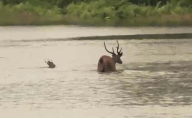 Assam Floodwater Inundates Kaziranga Park, 51 Animals Dead, 100 Rescued