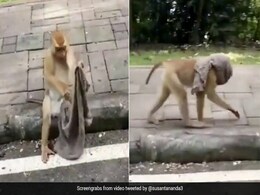 कोरोना के 'डर' से बंदर ने पहना मास्क, ऐसे सड़क पर लगाने लगा दौड़... देखें Viral Video कोरोना के 'डर' से बंदर ने पहना मास्क, ऐसे सड़क पर लगाने लगा दौड़... देखें Viral Video
