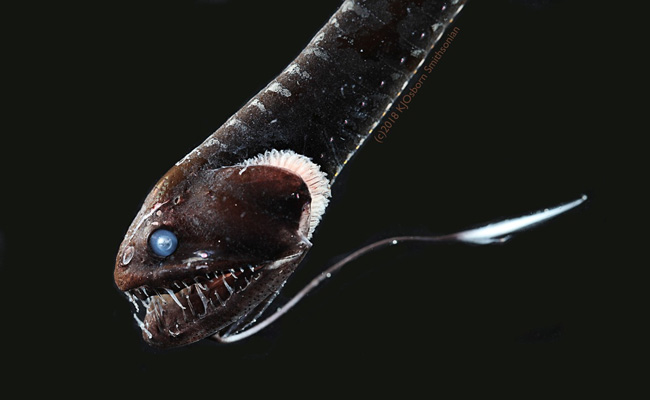 Secrets Of Deep Sea Fish, With Skin That's Among Blackest Materials Known To Man