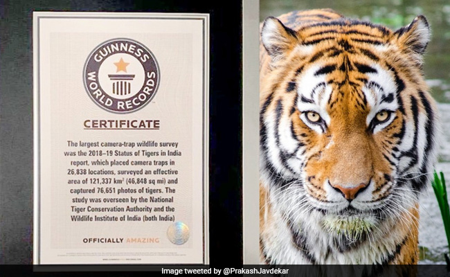 India's 2018 Tiger Census Makes It To Guinness World Records