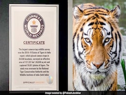 भारत ने बाघों की गणना करने का अनोखा कीर्तिमान बनाया, गिनीज बुक ऑफ वर्ल्ड रिकॉर्ड में दर्ज भारत ने बाघों की गणना करने का अनोखा कीर्तिमान बनाया, गिनीज बुक ऑफ वर्ल्ड रिकॉर्ड में दर्ज