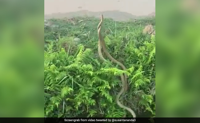 Two Huge Snakes Fight It Out In This Hair-Raising Video