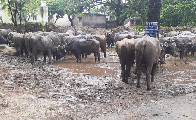 दक्षिण बंगाल फ्रंटियर के BSF जवानों ने 94 मवेशियों को तस्करों के चंगुल से छुड़ाया..