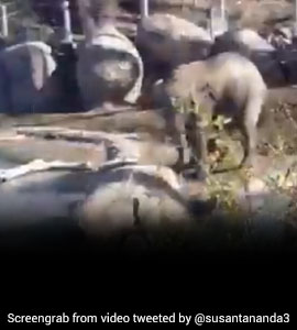 नदी किनारे पानी पी रहे हाथी को बत्तख ने किया परेशान, हाथी ने उठाया पैर और फिर.. देखें Video