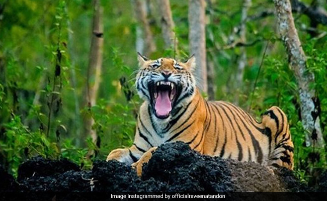 रवीना टंडन ने शेयर किया बाघों की फोटो और वीडियो का पर्सनल कलेक्शन, आप भी कहेंगे WOW