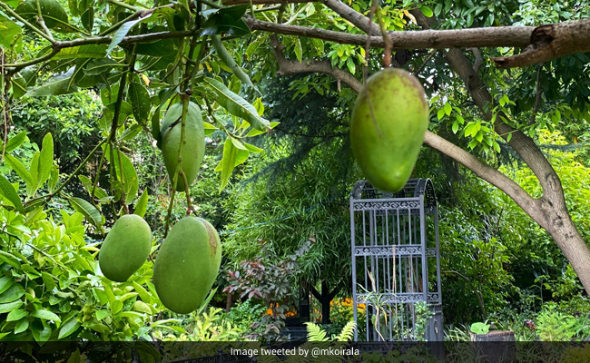 मनीषा कोइराला ने मां के साथ मिलकर लगाए थे पेड़, अब फलों से यूं लदे हुए आए नजर- देखें Photos