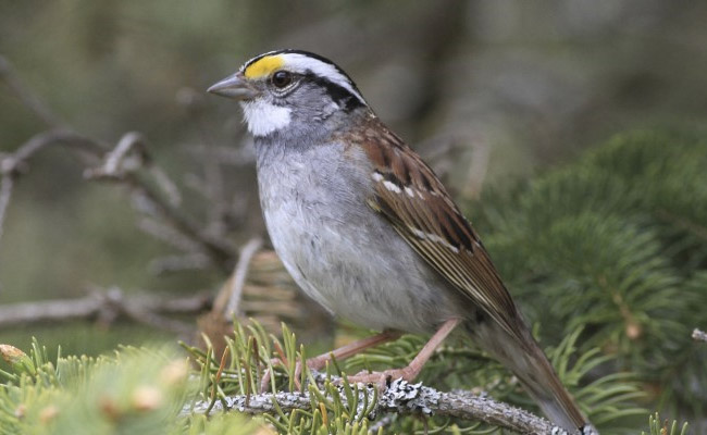 Why Canadian Sparrows Have Changed Their Tune