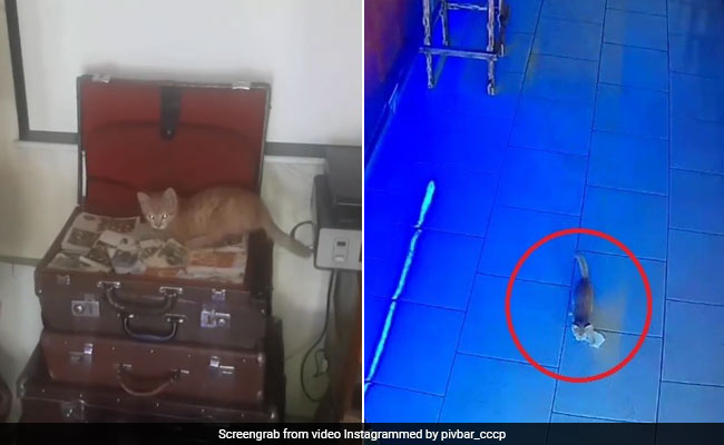 बीयर बार के अंदर घुसी बिल्ली, मुंह में दबाए नोटों के बंडल और फिर किया ऐसा... देखें Viral Video