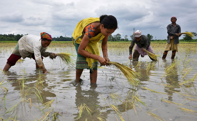 India Received "Above Normal" Monsoon Rainfall This Year: Met Office