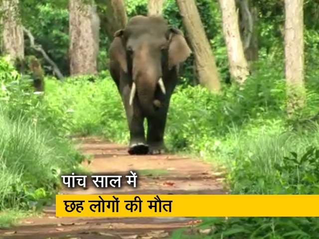 देस की बात रवीश कुमार के साथ: जंगली हाथी और इंसानों का संघर्ष