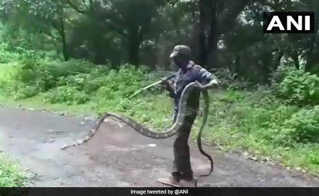 हाथ में 15 फीट का किंग कोबरा लेकर सड़क पार करने लगा शख्स और फिर... देखें Video